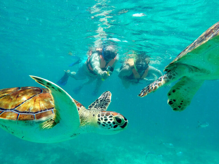 Snorkeling in the reef Akumal Turtles
