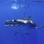 Whale Shark