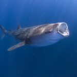 seasonal water activity cancun