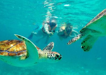 Snorkeling in the reef Akumal Turtles