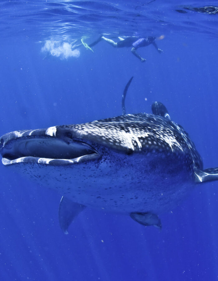 Whale Shark