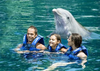 nado-delfines
